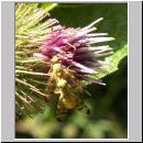 Terellia tussilaginis - Bohrfliege 02.jpg